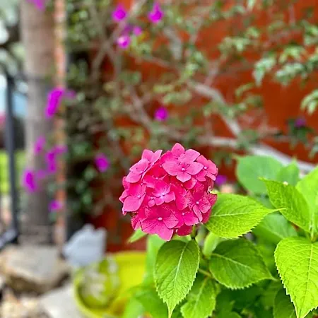מלון דירות Relais San Damian